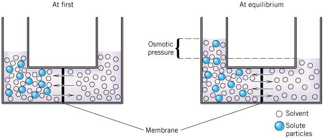 Unit 3: States of Matter.6: Osmotic Pressure Semipermeable Membrane: - a fine flter that allows solvent molecules to pass through but solute molecules are left behind the filter.