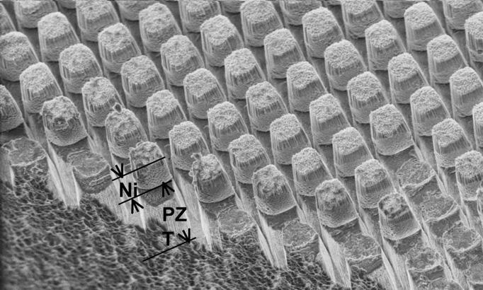 Example: Lead Zirconate Titanate (PZT) SEM image of an etched feature in PZT ceramic substrate with feature dimensions of 3 x 15 μm.