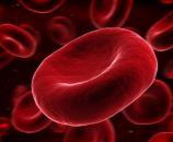 cells. ~10 um Red Blood Cells 1.