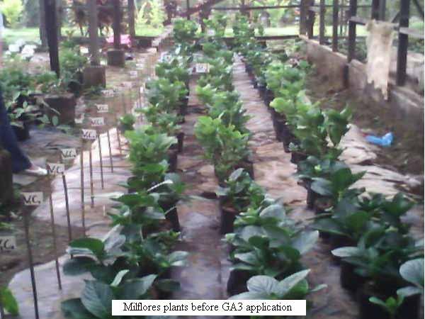25 Milflores plants
