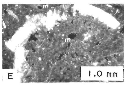Enlarged Moldic Porosity (em) Modified from Caldwell, 1983,
