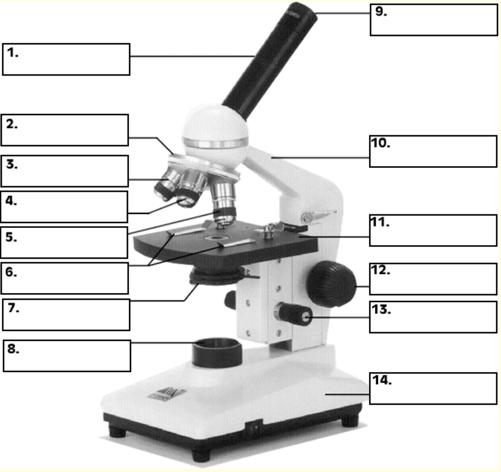 Full Name: Date: Per: Quiz: Cell Processes and Microscope (60 points) DIRECTIONS: Clearly label the microscope below using the word bank WORD BANK: (words may be used more than once) Arm Base Body