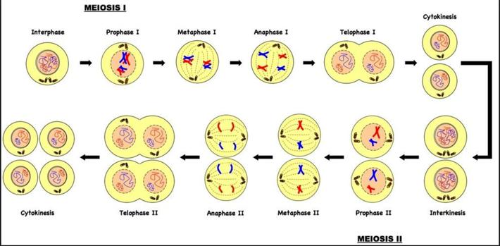 1. 2. 3. 4. 5. 10. 9. 8. 7. 6. Type: Meiosis 1. Interphase 2. Prophase I 3. Metaphase I 4. Anaphase I 5. Telophase I 6. Prophase II 7. Metaphase II 8.
