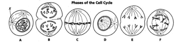 10. What is the correct order from first to last in the cell cycle diagrams below? A. BECFAD B. DAFCEB C. CEBFAD D. FADCEB 11. Which part of the microscope regulates the amount of light on a specimen?