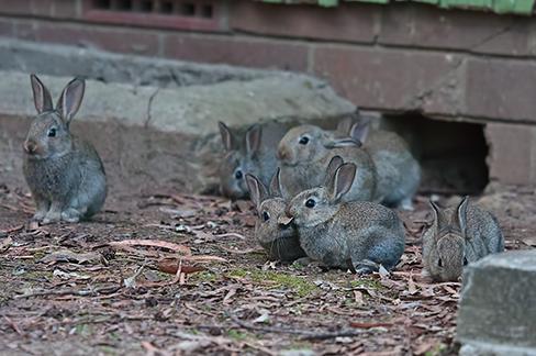 OpenStax-CNX module: m49366 2 Figure 1: Wild rabbits in Australia. The rabbit population grew so quickly in Australia that the event became known as the rabbit plague.