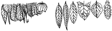 Shoot System Fig. 7.11 Variations in Leaf apices Fig. 7.12 Variations in Leaf margins 7.2.2 Venation in leaves Arrangement of veins and veinlets in the lamina is known as Venation.