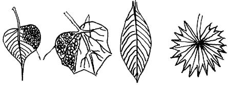 Reticulate and parallel venation may be unicostate (Fig. 7.13 a,c) with one mid rib, giving out secondary veins like in feather, hence pinnate or, multicostate (Fig. 7.13 b, d) having many strong veins spreading out from a common point like fingers from palm, hence palmate as seen in Fig.