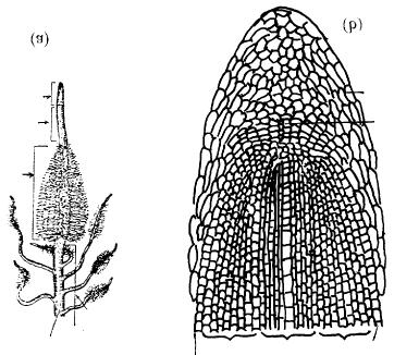 Root System In the maize root tip, Clowes (1958) discovered a central cup-like reservoir of inactive cells, lying between the root cap and the active meristematic region, called the Quiescent Centre.