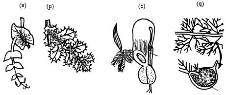 Table 7.9 Modifications of leaves Shoot System Type Characters Examples l. Leaf Tendril Here leaves or leaflets get modified to Pea, Glory lily (Fig.7.17a) form thin wiry, closely coiled sensitive structure called the tendril that helps the plant to climb the support.
