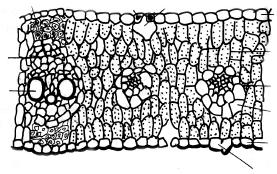 Cells irregular and loosely arranged - Contain fewer chloroplasts Store gases in the inter cellular spaces (iii) Vascular Bundles - They are conjoint, collateral and closed In each bundle, xylem is