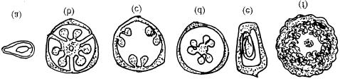 g. sunflower, cucumber. (a) Hypogynous (b) Periogynous (c) Epigynous Fig. 7.