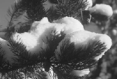 3-7 Snow interception Snow is easily intercepted by coniferous trees.