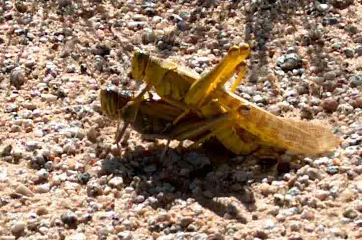 Desert Locust phase change