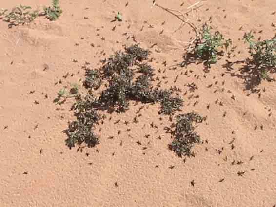 locusts & swarms (gregarious)