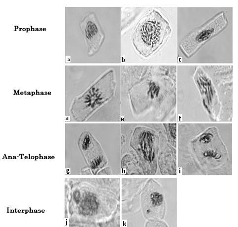 Fig 3. Different types of chromosome aberrations in Hordeum meristematic cells induced by Eucalyptus extract.