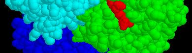 β 2 - yellow each molecule of emoglobin is made of 4 separate protein chains or