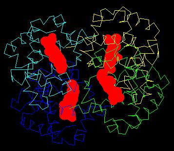 it (red). The heme groups actually bind the 2.