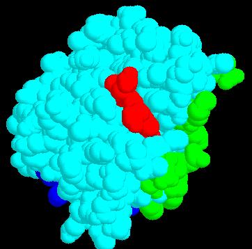 Each molecule of hemoglobin is made of 4 subunits, 2 α s (yellow and light blue) and 2 β s (blue and green) this is an example of