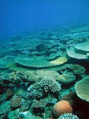 How will ocean acidification affect marine life?