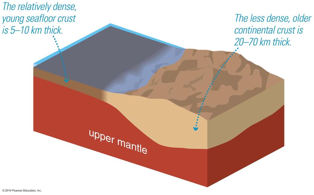 Seafloor Crust Thin seafloor crust differs from thick continental