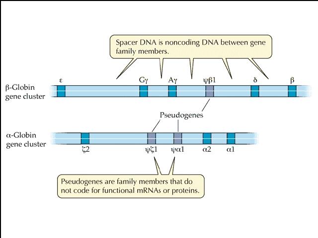 α and β-globin gene