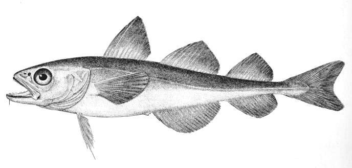 gene in the Antarctic fish, Dissostichus mawsoni