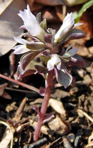 [Virginia] Pennywort Obolaria virginica L.