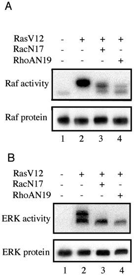 34732 Activation of Raf FIG. 3.A, dominant negative RacN17 or RhoAN19 blocked Ras-dependent Raf activation. FLAG-Raf was transfected into HEK293 cells in the presence or absence of RasV12.