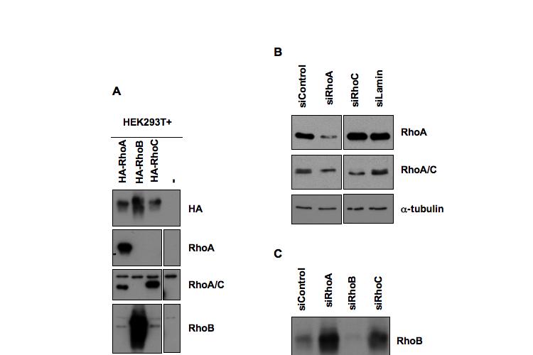 An anti-rhoa antibody specifically binds to RhoA with no cross-reactivity with RhoB or RhoC