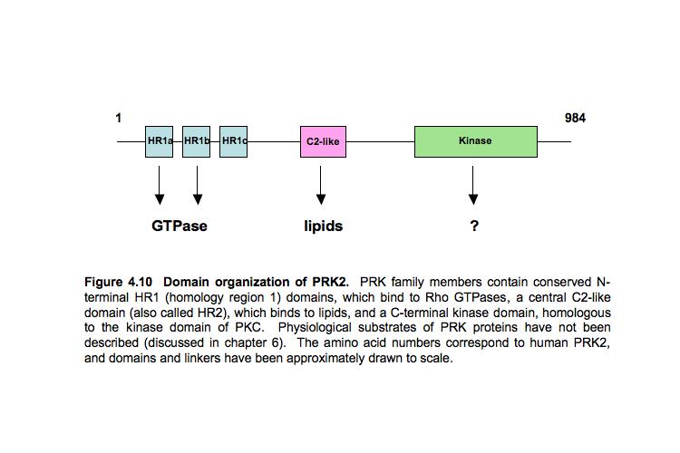 PRK2 belongs to a family of mammalian serine/threonine kinases, the PRKs (PKCrelated kinase; also called PKN, protein kinase novel), which were first identified on the basis of their similarity to