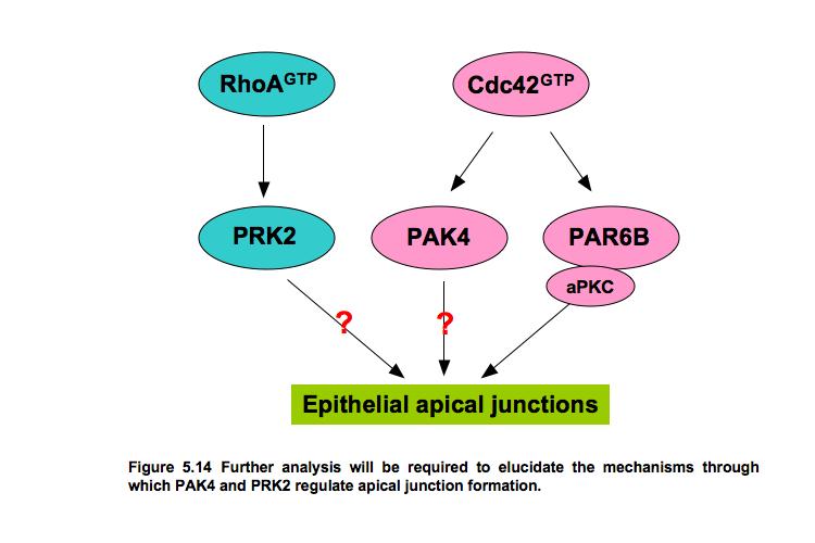 for PRK have not been found (Mukai, 2003). Future work will be required to identify interacting partners, including potential substrates, for PAK4 and PRK2 using biochemical approaches.