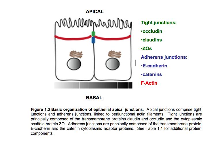 Protein Type Junction Function E-cadherin TM Adherens Cell-cell adhesion β-catenin adaptor Adherens Links cadherin complex to α-catenin γ-catenin adaptor Adherens/ desmosome Normally found in