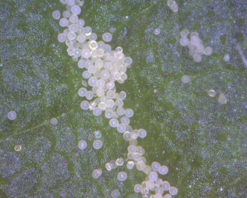 Maize pollen deposition in response to
