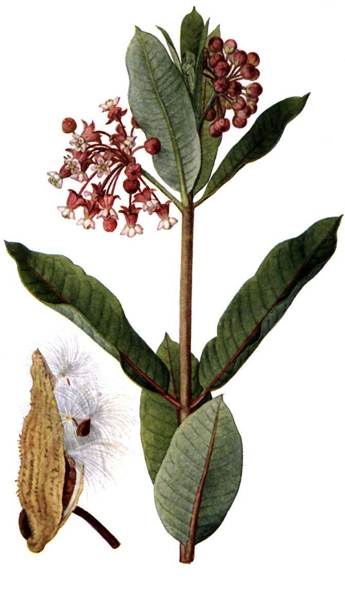1. Biology of Danaus plexippus: feeding plants 27 of the 108 North American species of the milkweed genus Asclepias