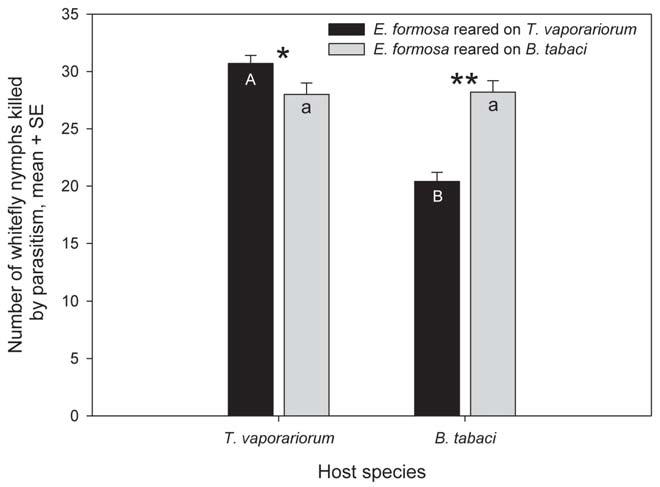 Figure 3. Mean number of Trialeurodes vaporariorum or Bemisia tabaci nymphs parasitized in 48 h by Encarsia formosa reared on nymphs of T. vaporariorum or B. tabaci. Different upper-case letters in the black bars indicate significant differences in mean number of T.