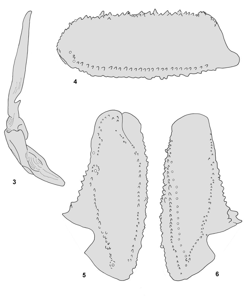 Description of the male of Heteroscorpion magnus Lourenço & Goodman, 2002 115 Fig. 3. Hemispermatophore, external aspect. Schematic drawing. Fig. 4-6: Trichobothrial pattern of the male of Heteroscorpion magnus.