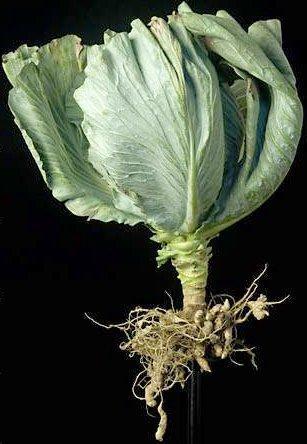 Club root of cabbage, damping off and life cycles of Plasmodiophora, Pythium and Phytophthora Club root of cabbage caused by Plasmodiophora brassicae Enlarged