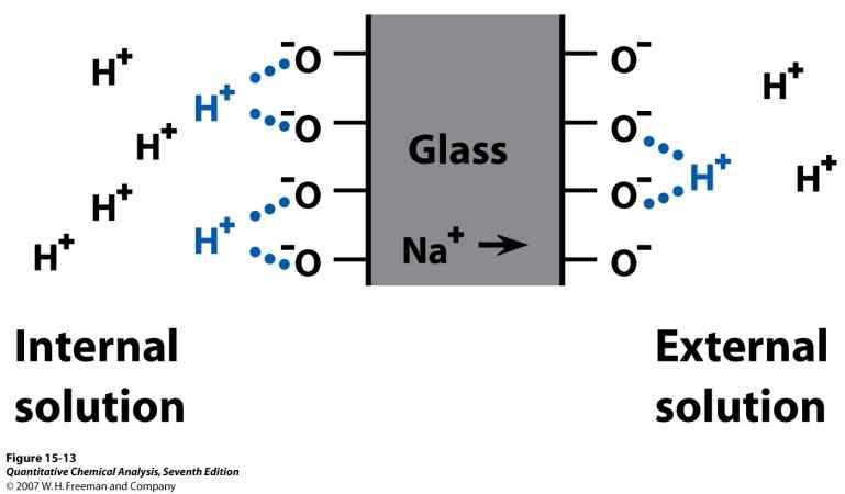 into solution H + is the only ion that binds significantly to the hydrated gel layer The H