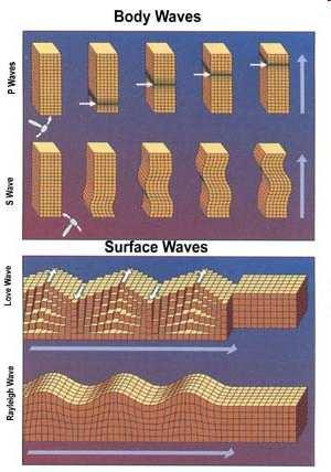 which the wave is traveling P P waves are the fastest seismic waves and can travel through