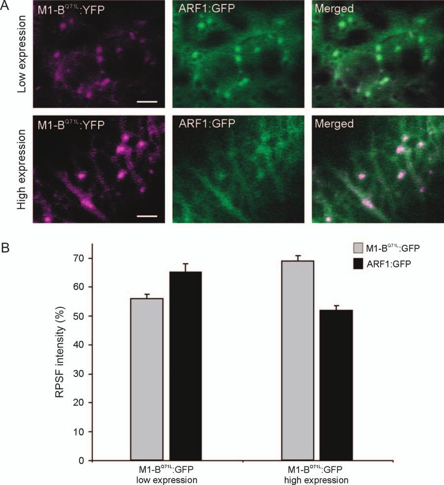 Targeting Mechanisms of ARF GTPases Figure 8: M1-B Q71L :YFP induces the release of ARF1:GFP from membranes.