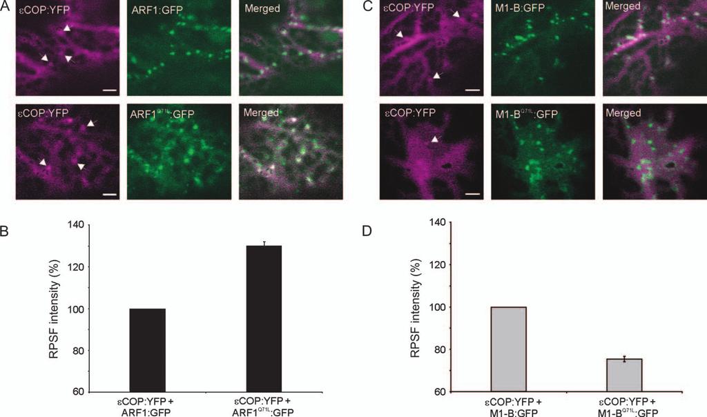 Targeting Mechanisms of ARF GTPases Figure 10: M1-B Q71L is incapable of efficiently recruiting coatomer onto Golgi membranes.