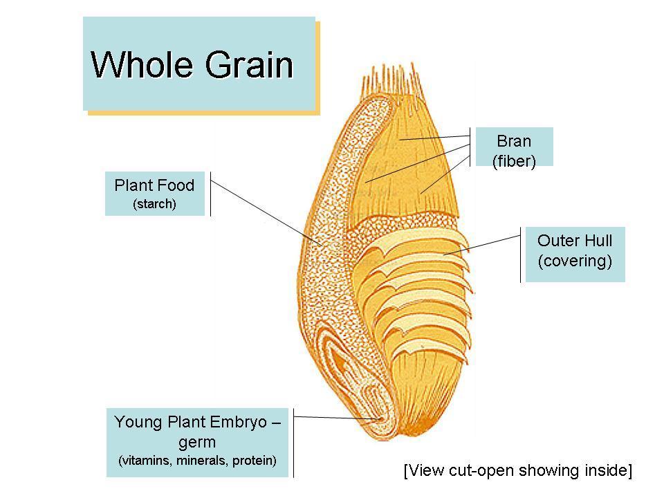 All grains start out whole: