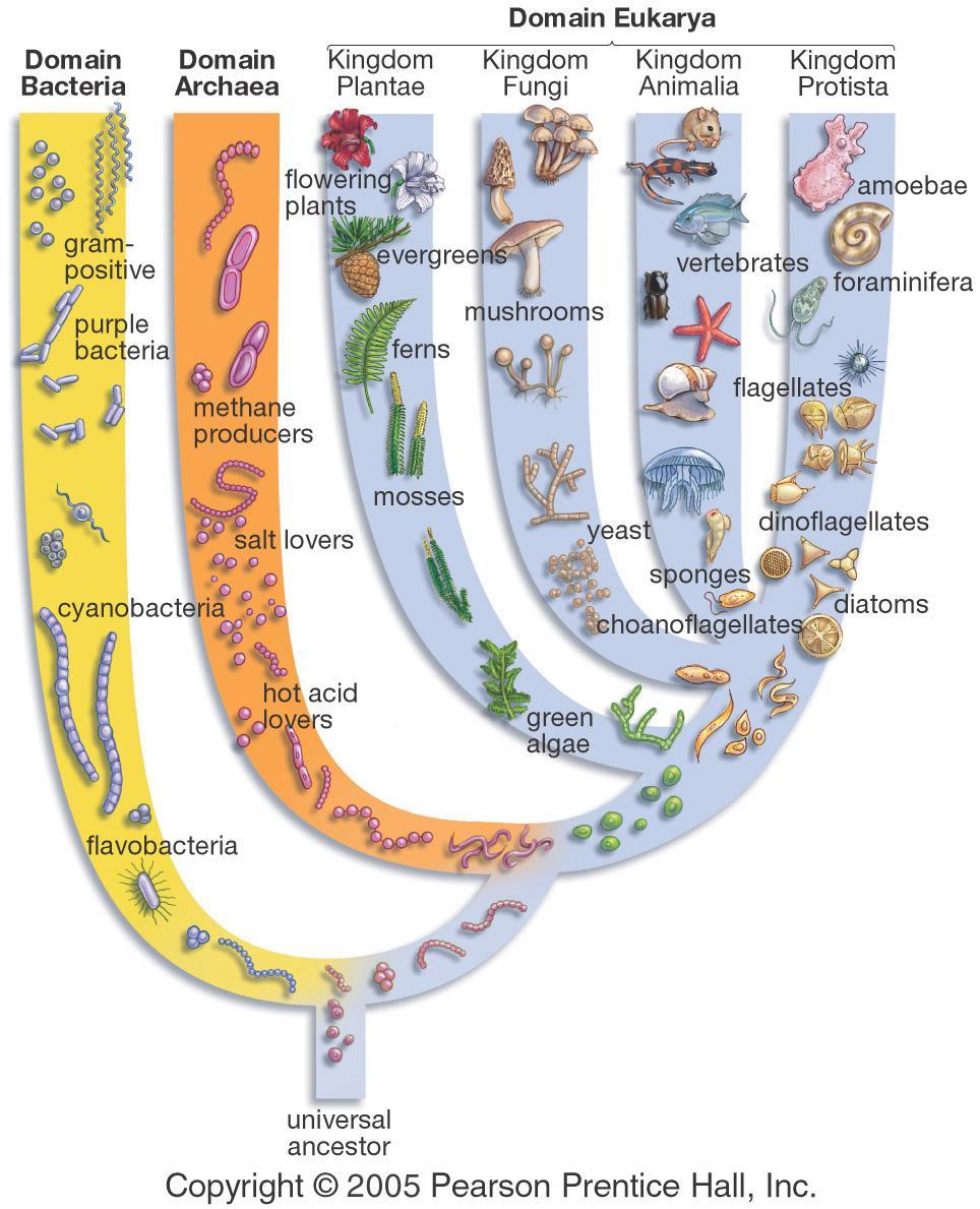 Tree of Life: focus on eukaryotes