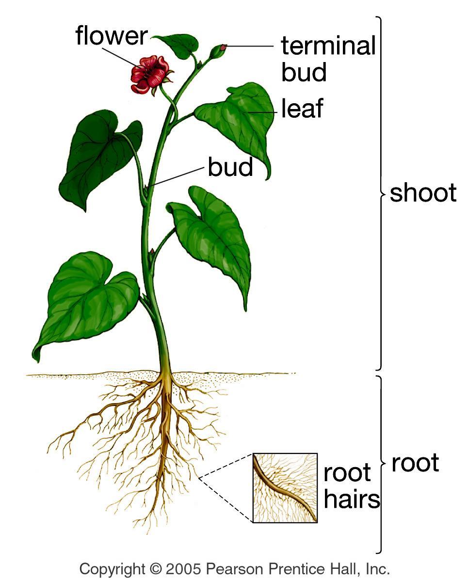 Plant Structures: Focus on Angiosperms