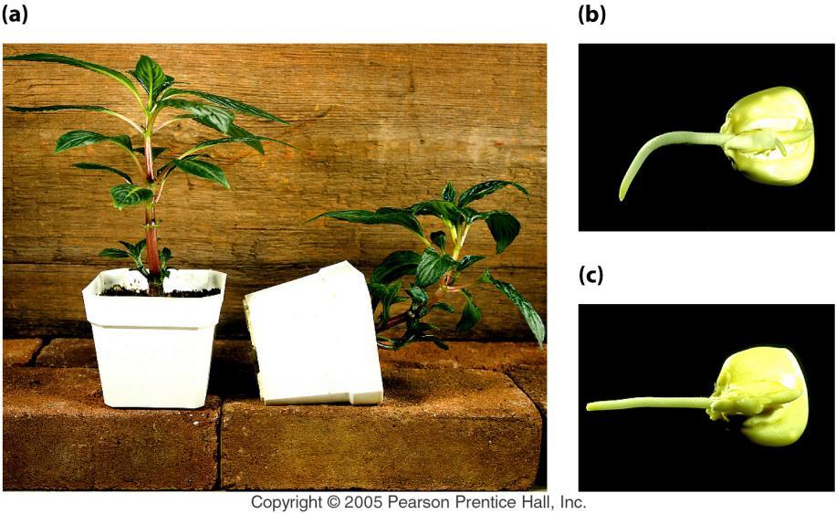 Plants: no nervous system but still respond to environment