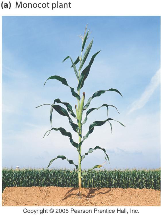 Corn: a monocot