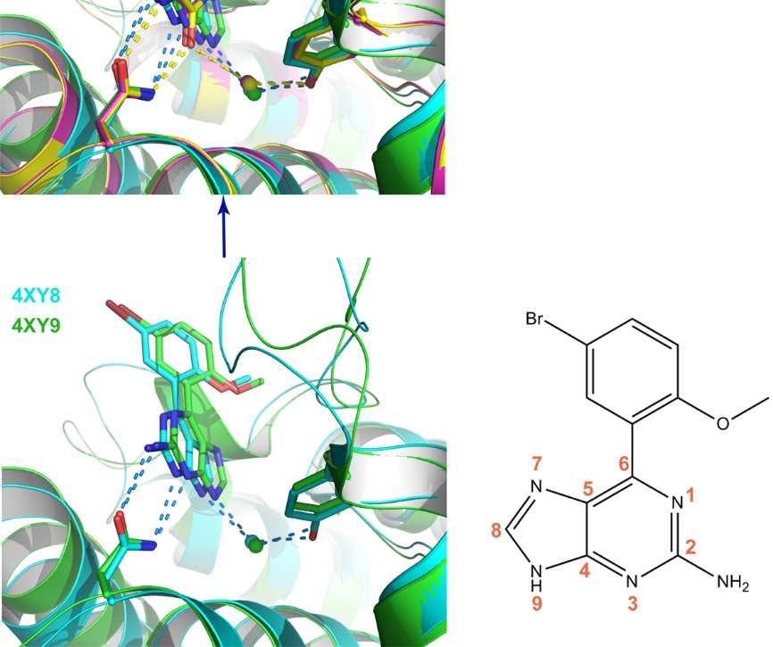 bromodomains. The structural alignment (middle) shows that the binding modes are different which is consistent with the fact that these ligands share only the purine scaffold. Reference 1.