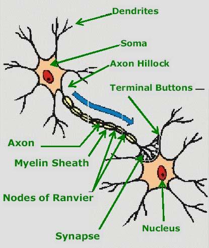 07 1.3 Biological Neuron Model SC - Neural Network Introduction The human brain consists of a large number, more than a billion of neural cells that process information.