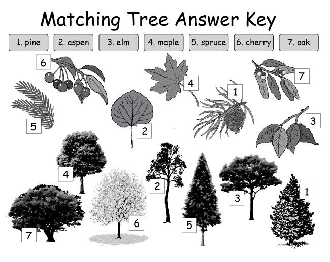 Dirt and Plants -> 5: Trees Tree Matching Answer Key Activity 2: Tree Leaves Ask your child if he knows why leaves change colors in the fall.