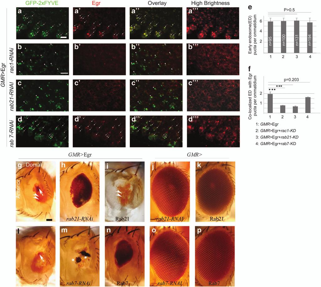 Rac1 regulates Eiger signaling 6 Figure 3 Egr proteins are localized in early endosomes and changing the protein levels of Rabs modifies the GMR4Egr small eye phenotype.